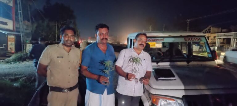 കരുനാഗപ്പള്ളി ചങ്ങൻകുളങ്ങര റോഡരികിൽ നിന്ന് കഞ്ചാവ് ചെടികൾ കണ്ടെടുത്തു.