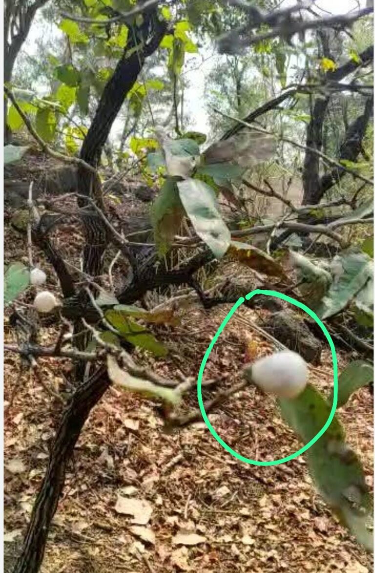 പാണ്ഡവർ ബട്ടി