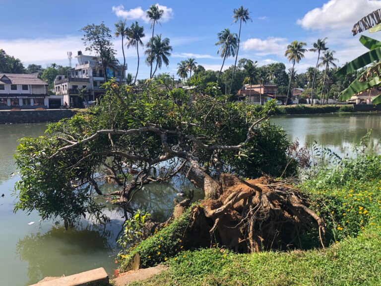 പ്രകൃതിയുടെ വികൃതി.