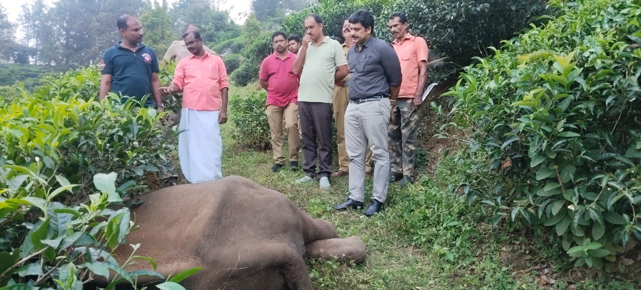 “അമ്പനാട് എസ്റ്റേറ്റിൽ ആനച്ചാടിയിൽ കാട്ടാന ചരിഞ്ഞു”