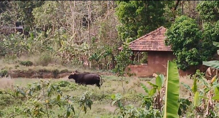 ഇരിക്കൂർ പെരുവളത്ത് പറമ്പിലെ ജനവാസ മേഖലയായ ചിസ്തി നഗർ, ഫാറൂഖ് നഗർ  ഭാഗങ്ങളിൽ  കാട്ടുപോത്ത് ഇറങ്ങി .
