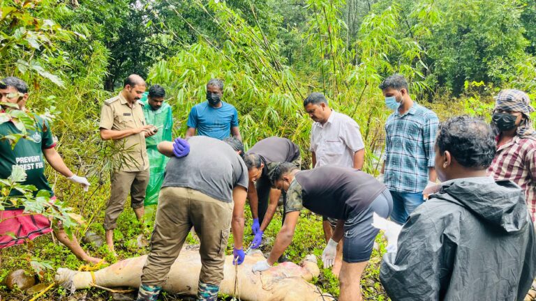 തേജസ്വിനിപ്പുഴയിൽ കണ്ടെത്തിയ കാട്ടാനക്കുട്ടിയുടെ ജഢം  പോസ്റ്റ്മോർട്ടം നടത്തി സംസ്കരിച്ചു.